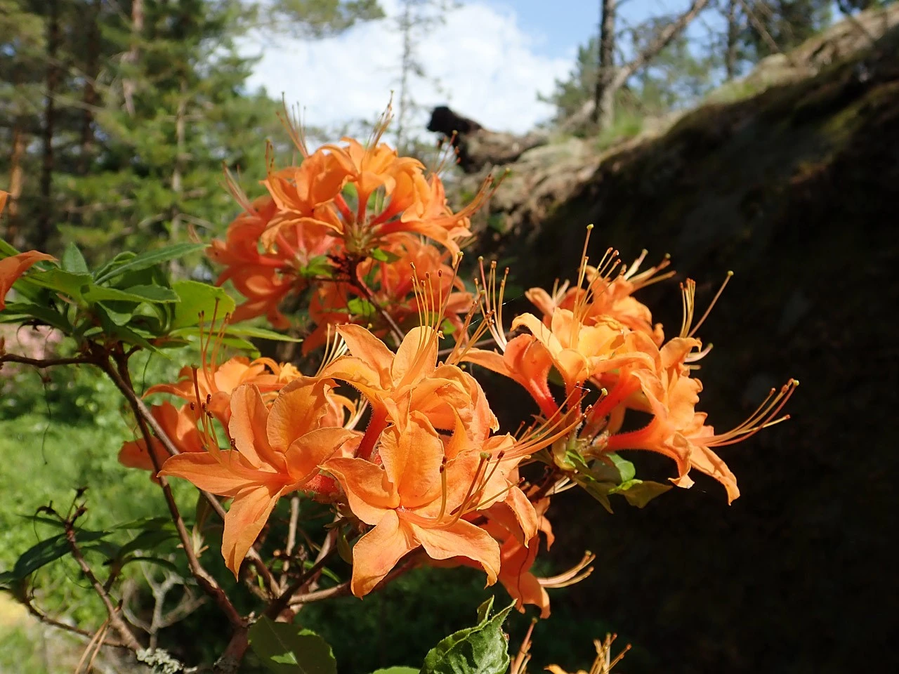 R. calendulaceum